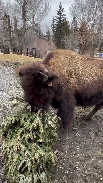 Image result for Bison Enrichment Ball