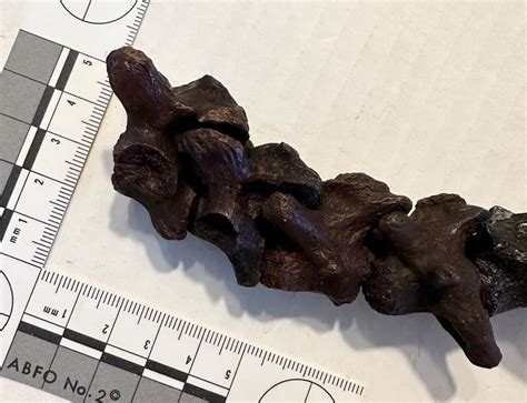 Super Rare Alligator Snapping Turtle に対する画像結果