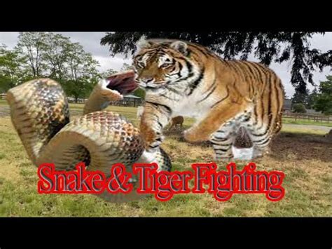 Image result for Python Gieng vs Tiger