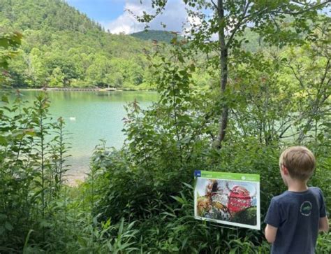 Toradh íomhá ar Pines Library Login