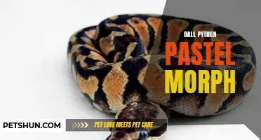 Image result for Ball Python Body Shape