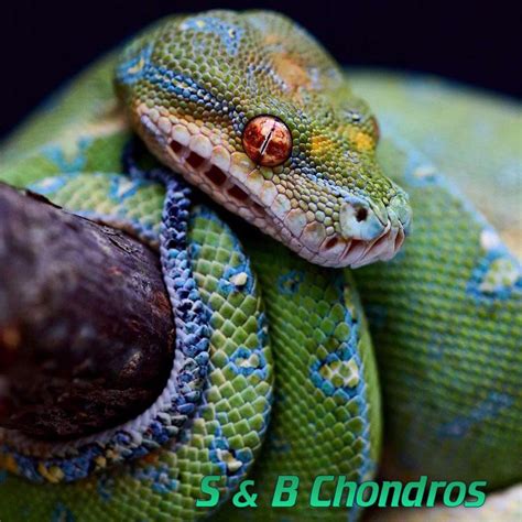 Image result for Green Tree Python Jaw