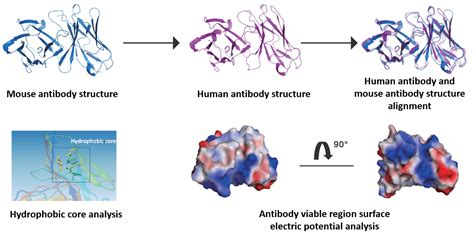 Image result for Antibody Affinity Modification Computer
