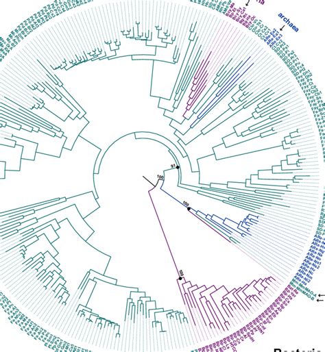 Image result for Maximum Likelihood Tree Logo