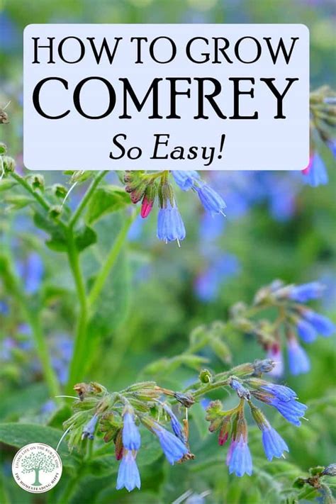 Toradh íomhá ar Comfrey Plant How to Grow