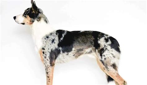 Image result for Types of Aussie Dogs