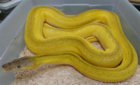 Banana Python Rust に対する画像結果