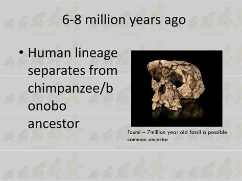 Image result for Evolutionary Tree of Humans