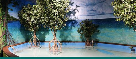 Image result for Chicken Touch Pool