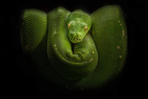 Image result for Python Skin Wallpaprer