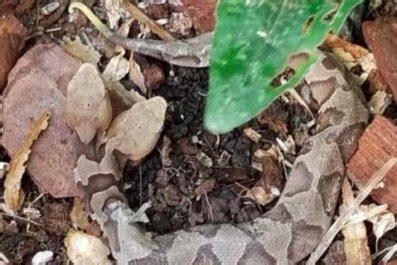 Image result for Two-Headed Baby Snake