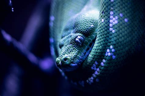 Image result for Blue Python Snake