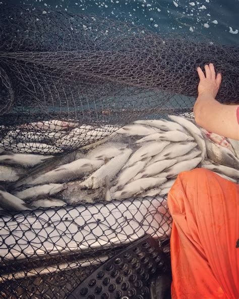 Image result for Catching White Fish Now with Net