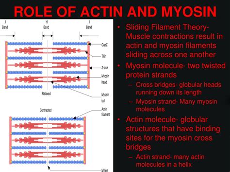 Image result for Actin and Myosin Filaments Diagram