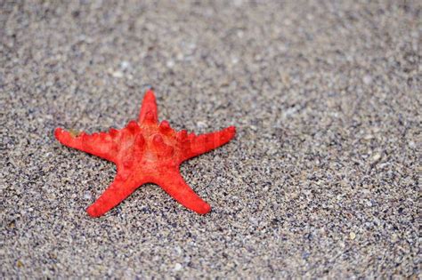 Toradh íomhá ar Red Sea Shells