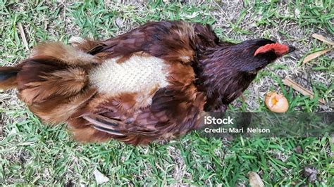 Mollten Java Chicken に対する画像結果