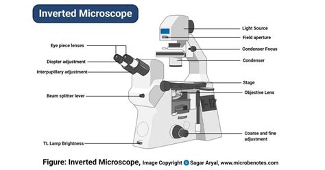 Résultat d’images pour Inverted Microscope Magnifications