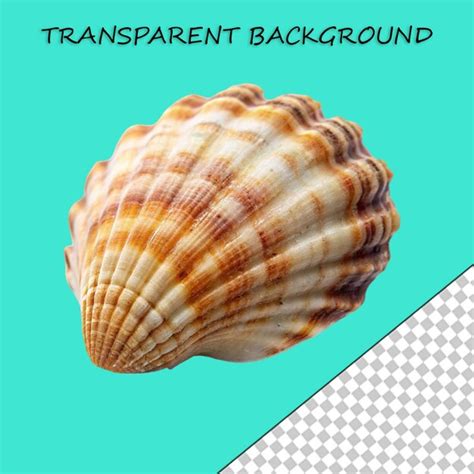 Shell Transparent に対する画像結果