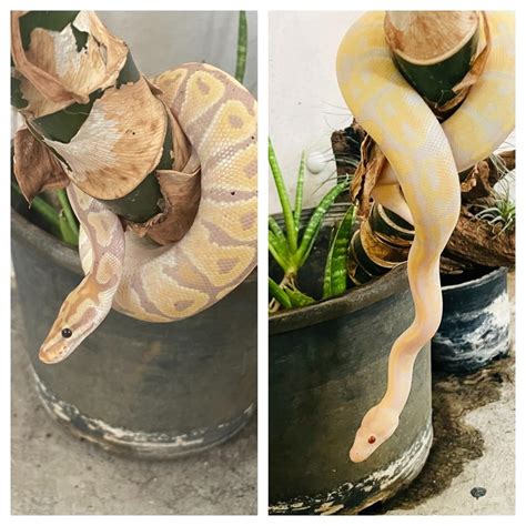 Image result for Ball Python On Tree