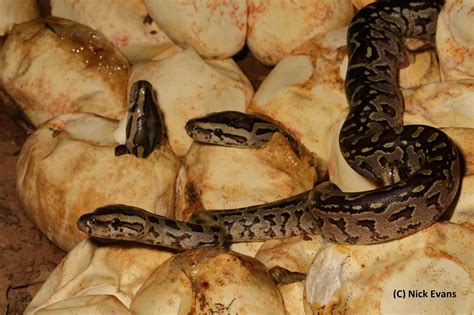 Image result for Yellow Python Eggs