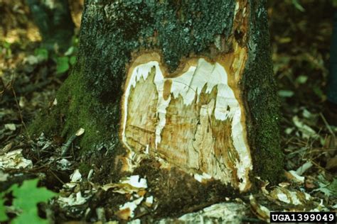 Toradh íomhá ar Red Maple Tree Problems