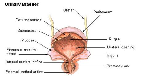 Image result for Where Is the Human Bladder