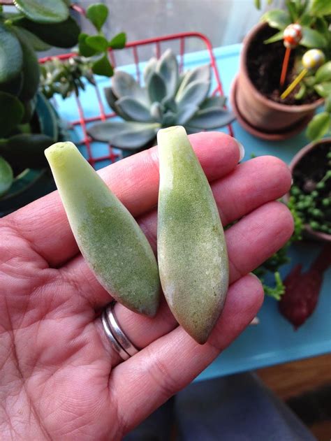 How to Make More Succulents に対する画像結果