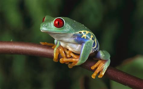 Image result for Red-Eyed Tree Frog Animals