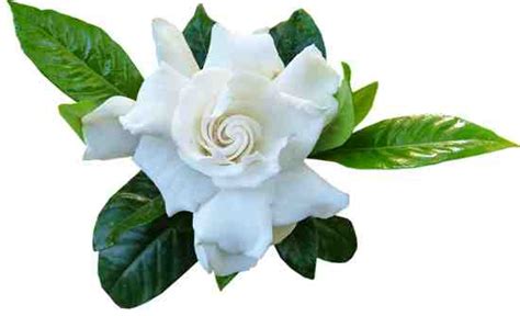 Toradh íomhá ar Symbols of Forgiveness Meaning