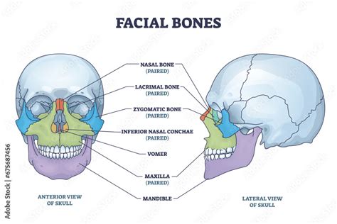 Toradh íomhá ar Inside Skin Bone Color Image