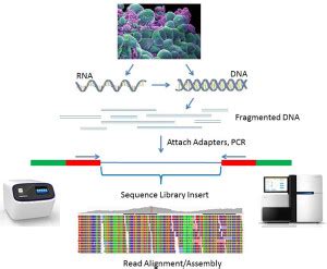 Next Generation Sequencing Library Preparation に対する画像結果