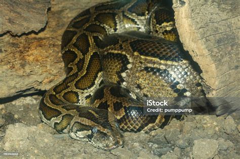Image result for Burmese Python in a Tree