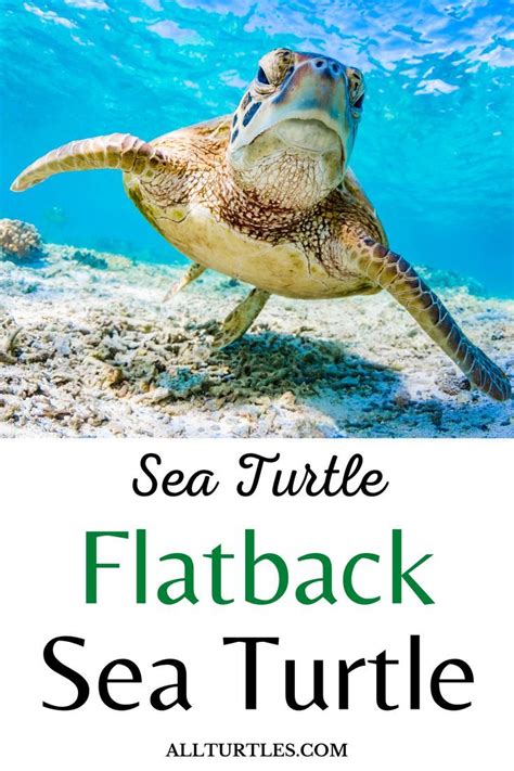 Turtle Wax Ceramic Teardrop Flag に対する画像結果