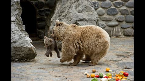 Zap Des Animaux に対する画像結果