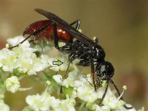 Image result for Types of Wasps in Oregon