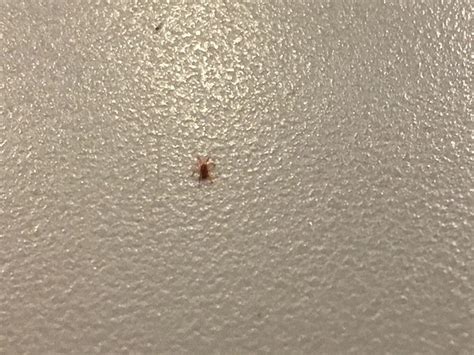 Image result for Tiny Red Spiders in WA