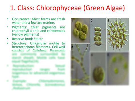 Image result for Classification System Algae
