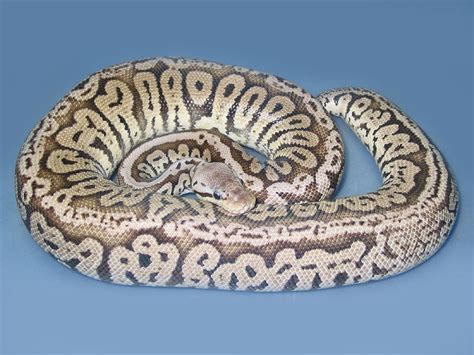 Image result for Super Pastel Axanthic Ball Python