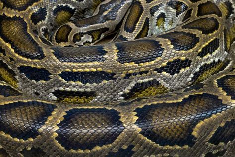 Image result for Python Skin Pattern