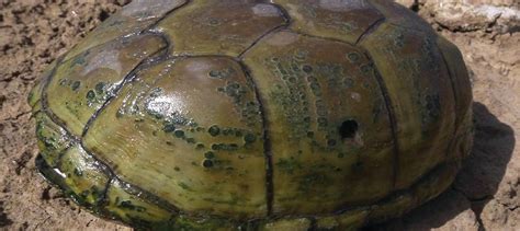 Afbeeldingsresultaten voor Mud Turtle Shell Rot