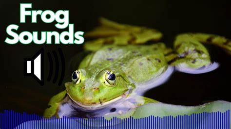Toradh íomhá ar Frog Sound Loop