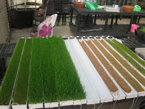 Image result for DIY Hydroponic Fodder Growing Systems