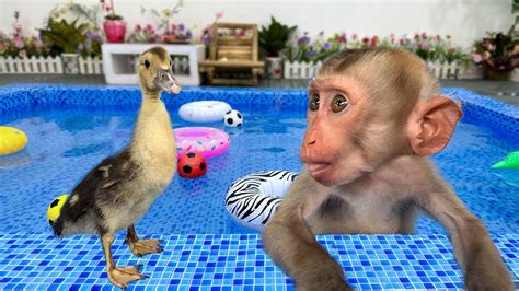 Image result for Monkey Boo Channel