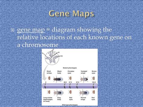 Image result for Genetic Maps