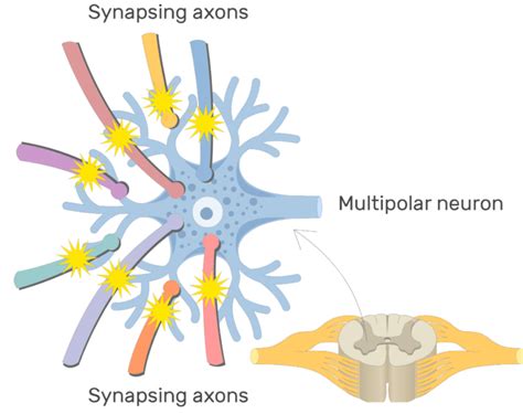 Image result for LAN LED Multipolar Neuron