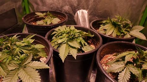 Image result for Growing a Autoflower