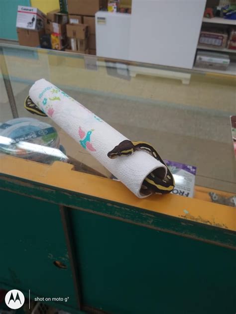 Image result for Het Ghost Ball Python