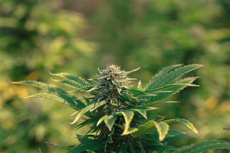 Buds Grow に対する画像結果