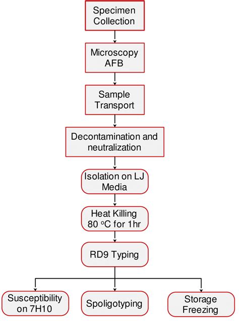 Image result for Workflow Chart Phases of Lab