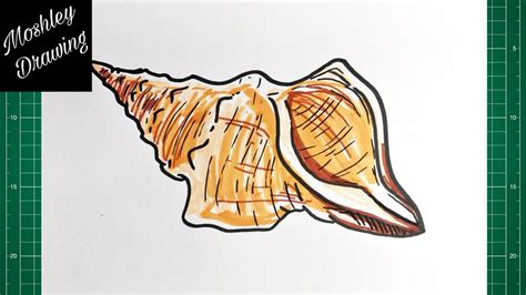 Image result for Hand Drawn Shell Conch Line Drawing